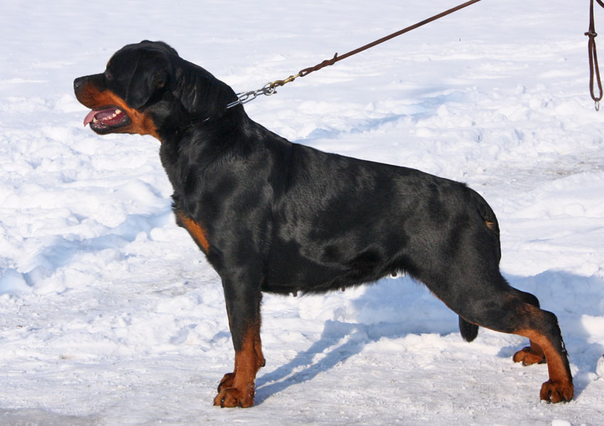 Fantasy von Kelemen Fantasy von Kelemen